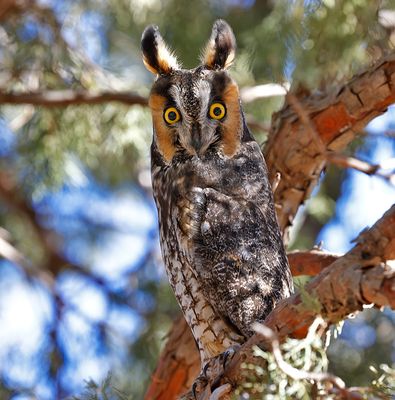 Long-eared Owl