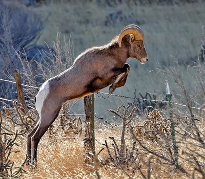 Bighorn Sheep