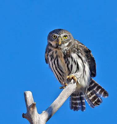 Northern Pygmy-Owl