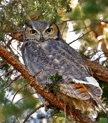 Great Horned Owl