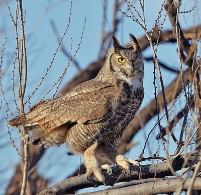 Great Horned Owl