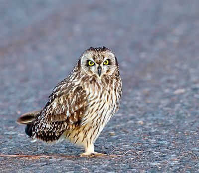 Short-eared Owl