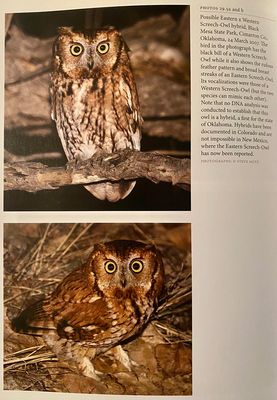 possible Eastern x Western Screech-Owl hybrid