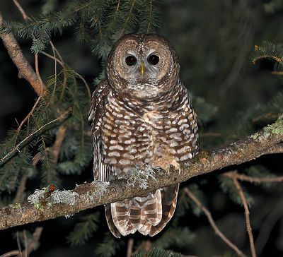 Spotted Owl