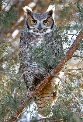 Great Horned Owl