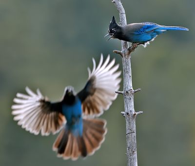 Steller's Jays