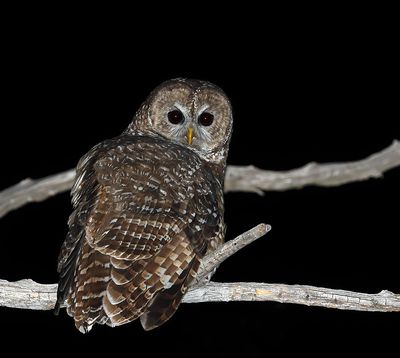 Spotted Owl