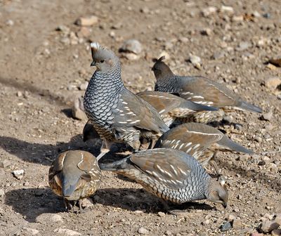 Scaled Quail