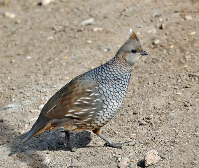 Scaled Quail