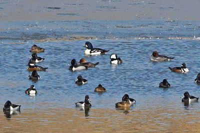 Barrow's Goldeneye