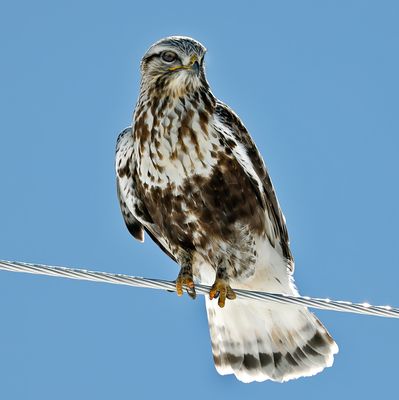 Rough-legged Hawk