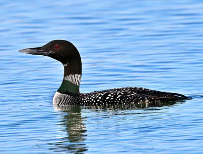 Common Loon