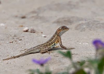 Lesser Earless Lizard