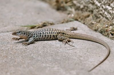 Checkered Whiptail