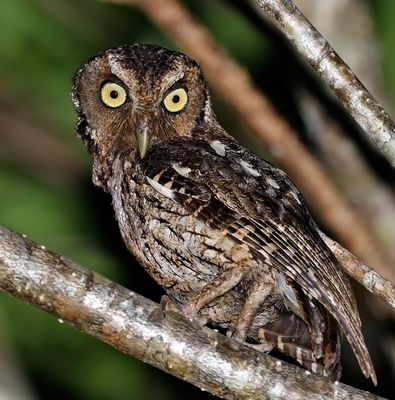 Middle American Screech-Owl