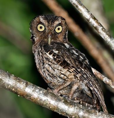 Middle American Screech-Owl