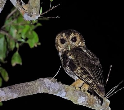 Mottled Owl (flashlight only)