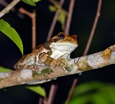 Milky or Vermiculated Tree Frog