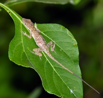 Rodriguez's or Middle American Smooth Anole