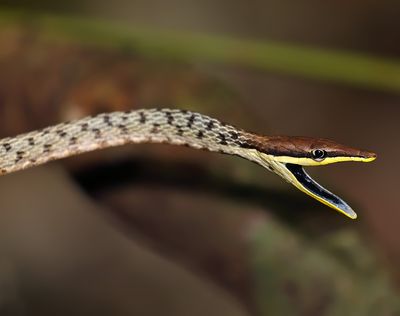 Gulf Coast Vine Snake