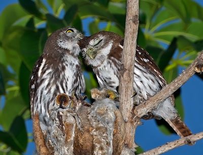 Ferruginous Pygmy-Owls