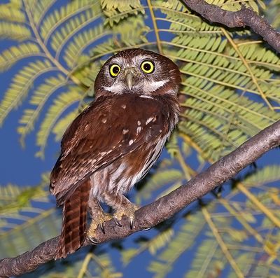 Ferruginous Pygmy-Owl