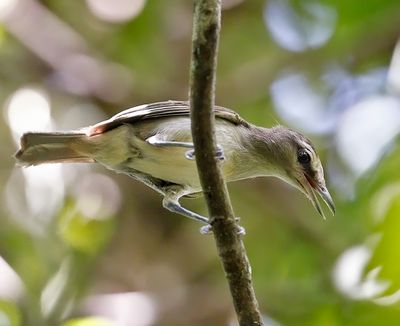 Yucatan Vireo