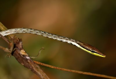 Gulf Coast Vine Snake