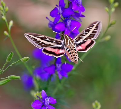 White-lined Sphinx