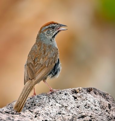 Rufous-crowned Sparrow