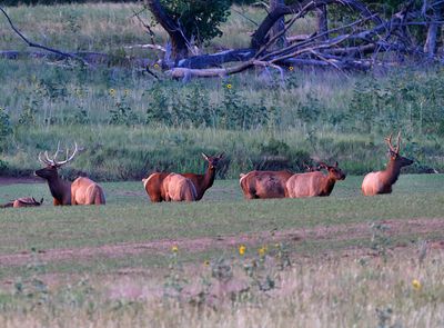 Elk