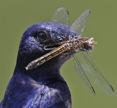 Purple Martin