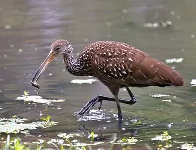 Limpkin