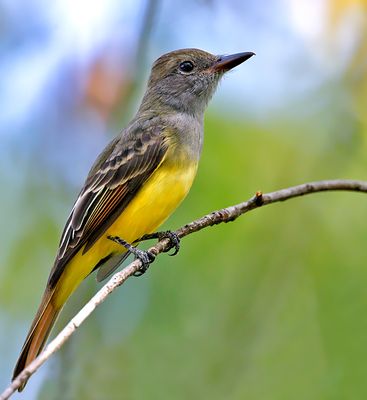 Great Crested Flycatcher