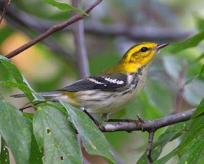 Black-throated Green Warbler