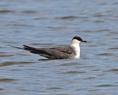 Long-tailed Jaeger