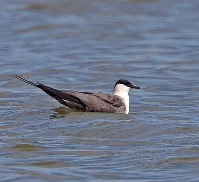 Long-tailed Jaeger