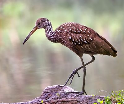 Limpkin