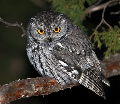 Western Screech-Owl