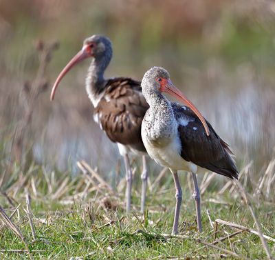 White Ibis 