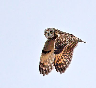 Short-eared Owl