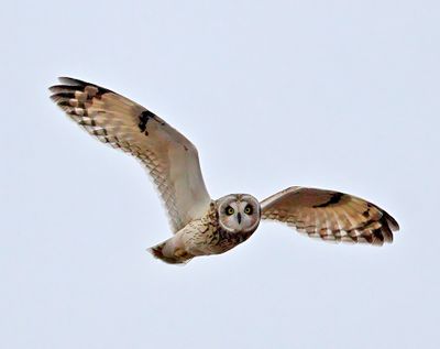 Short-eared Owl