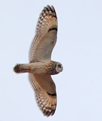 Short-eared Owl