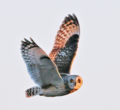 Short-eared Owl