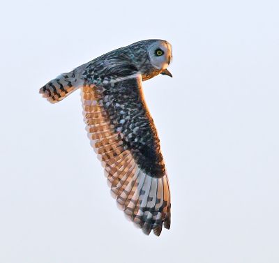 Short-eared Owl