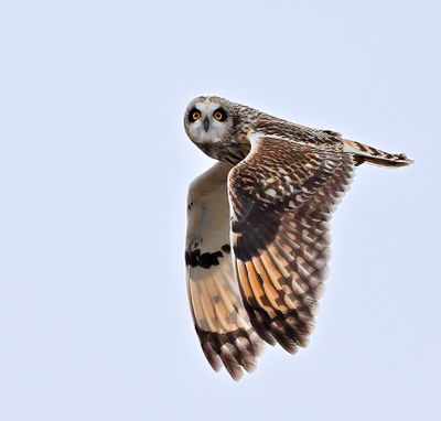 Short-eared Owl