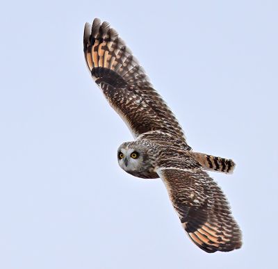 Short-eared Owl