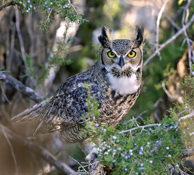 Great Horned Owl