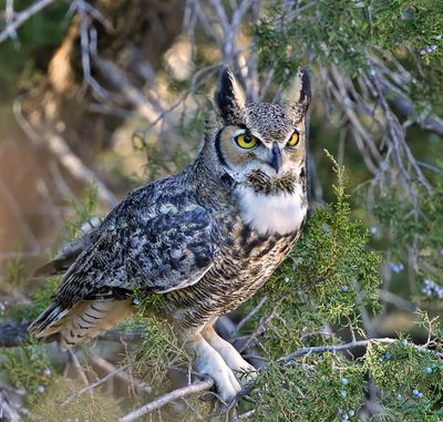 Great Horned Owl