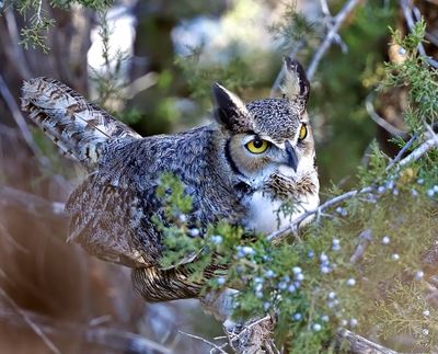 Great Horned Owl